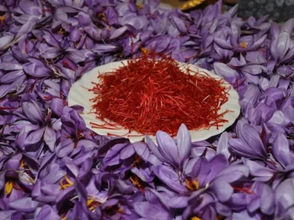 تصویر 5 از خرید ریشه زعفران + قیمت فروش استثنایی